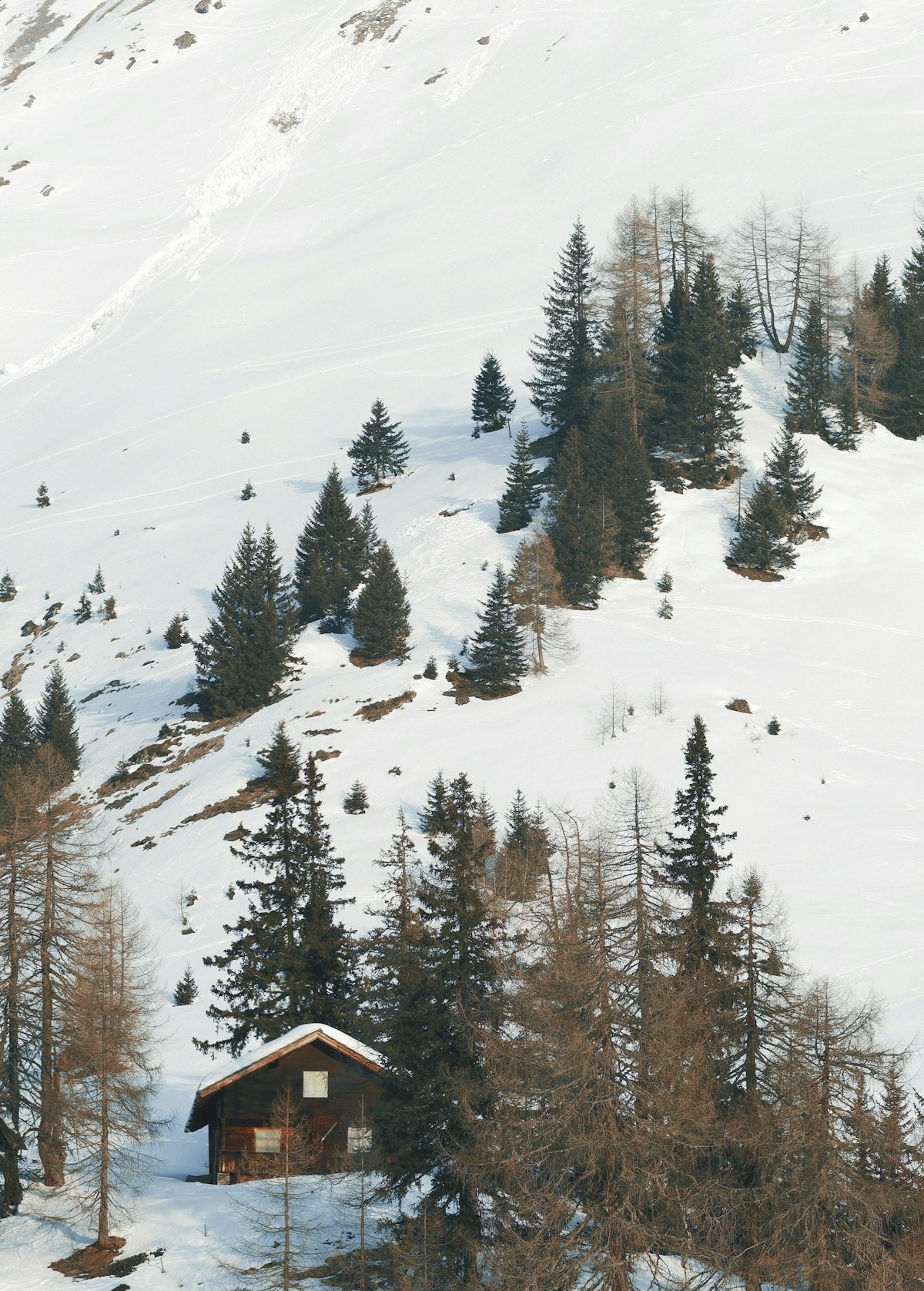Mountain cabin in snowy forest