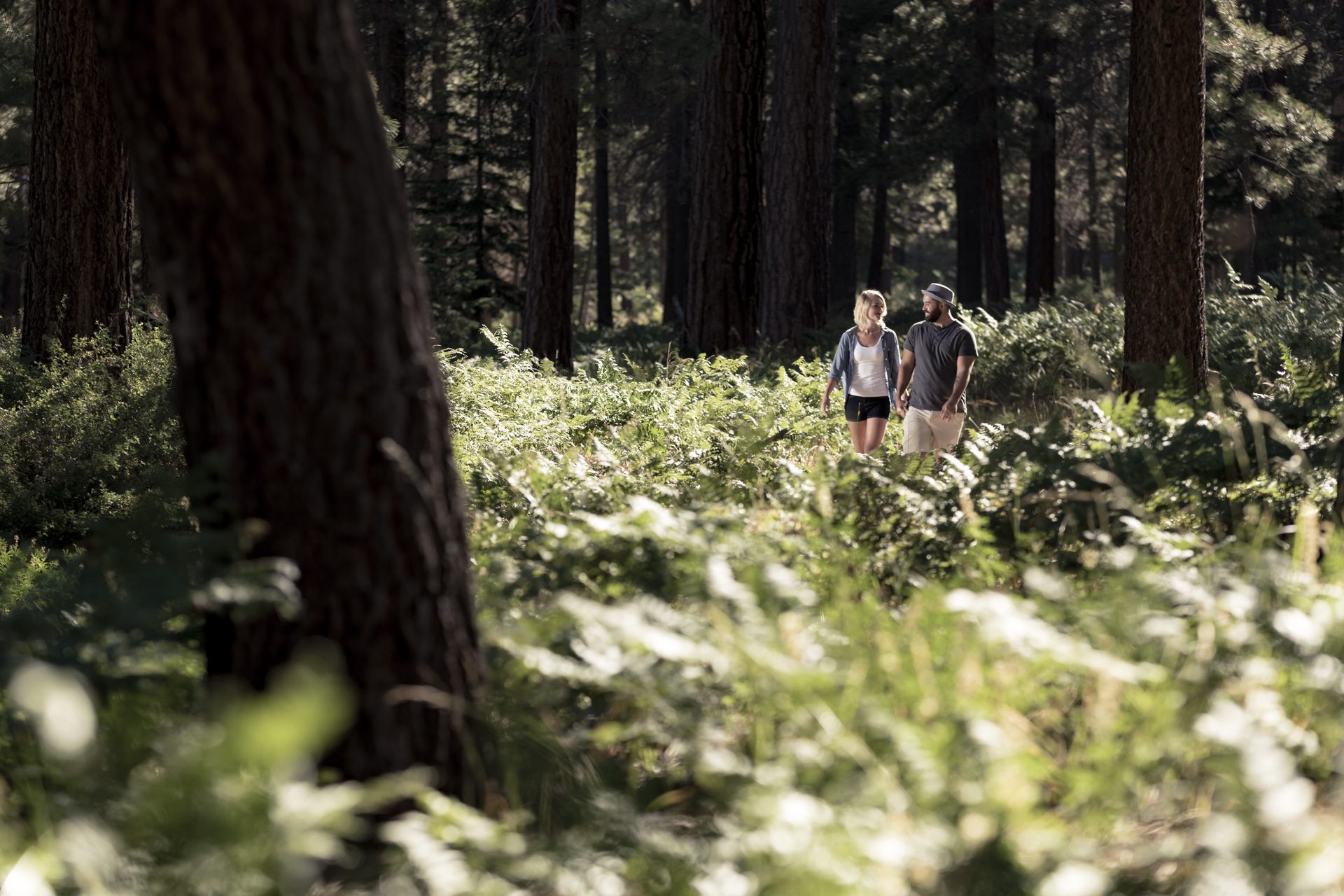 Hiking trail in the Big Bear mountains